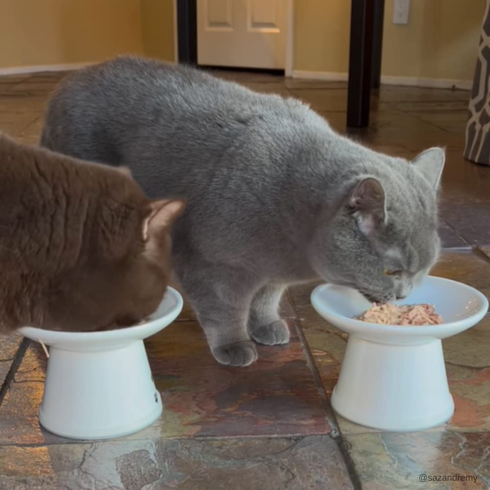 Portion servie Rawz dans une assiette montrant aspect appétissant pour chat
