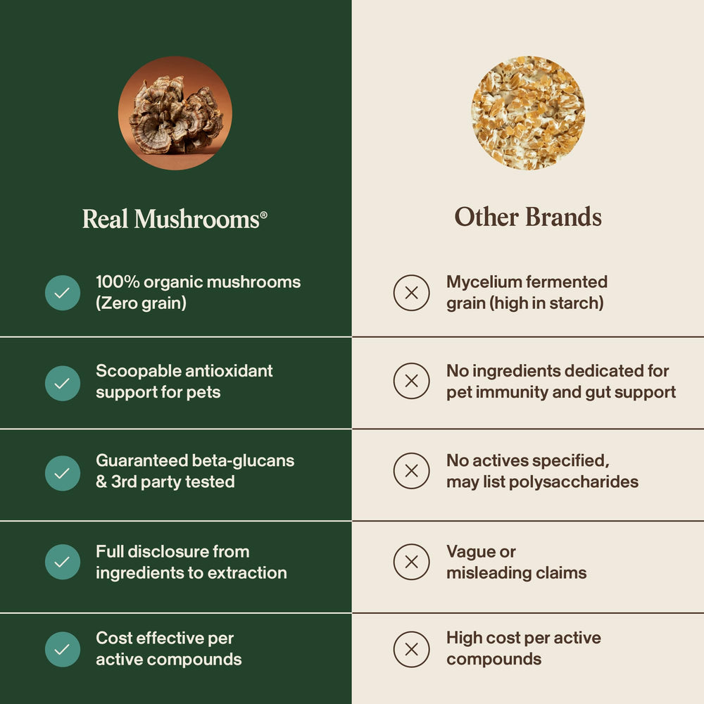 Real Mushrooms chiot mangeant bol avec supplément montrant acceptation et appétence