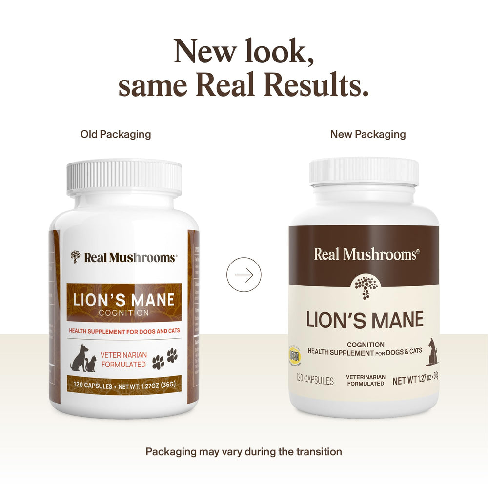 Real Mushrooms emballage avec mentions bio et sans additifs visible