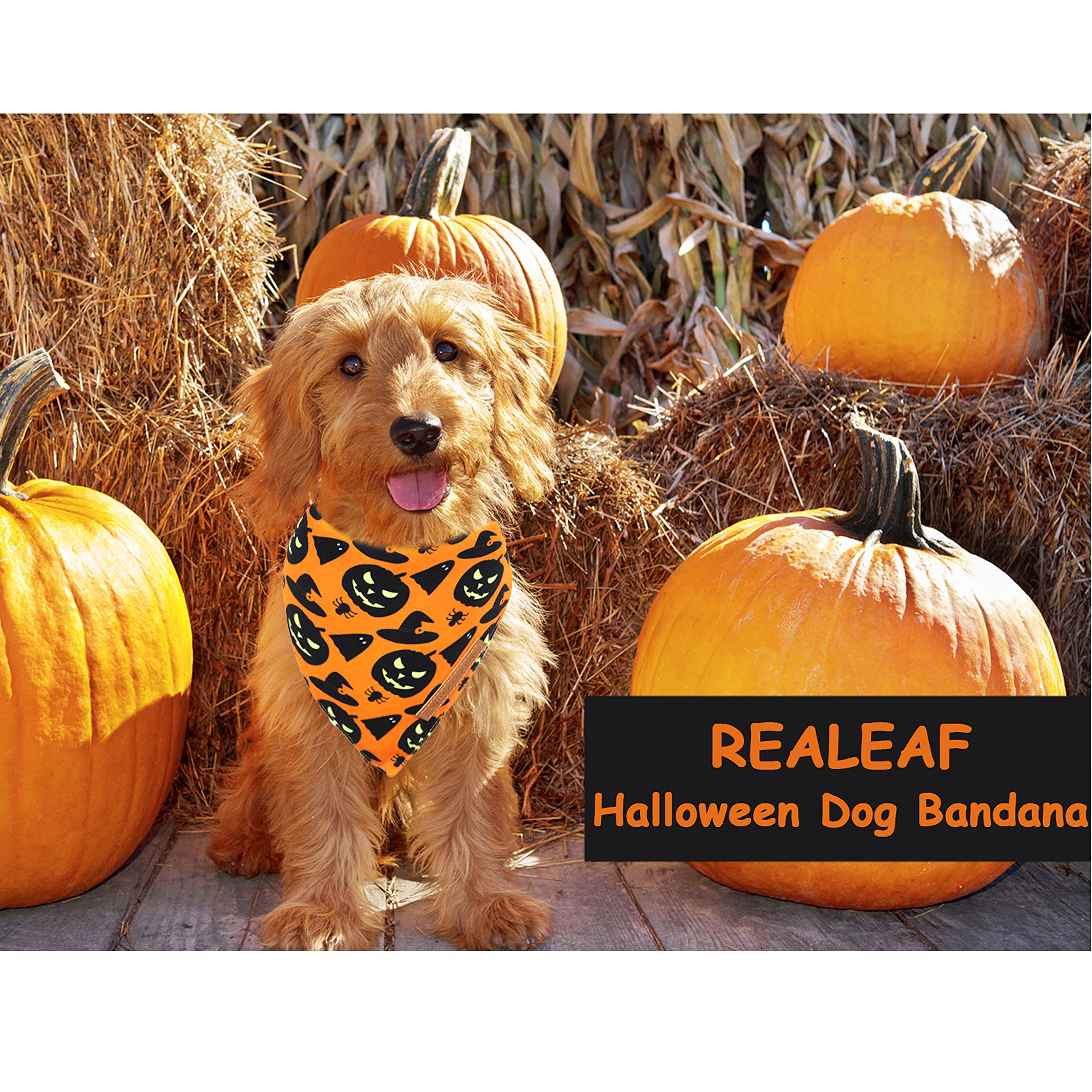 Chien portant Realeaf bandana Halloween en extérieur, confort et style visibles
