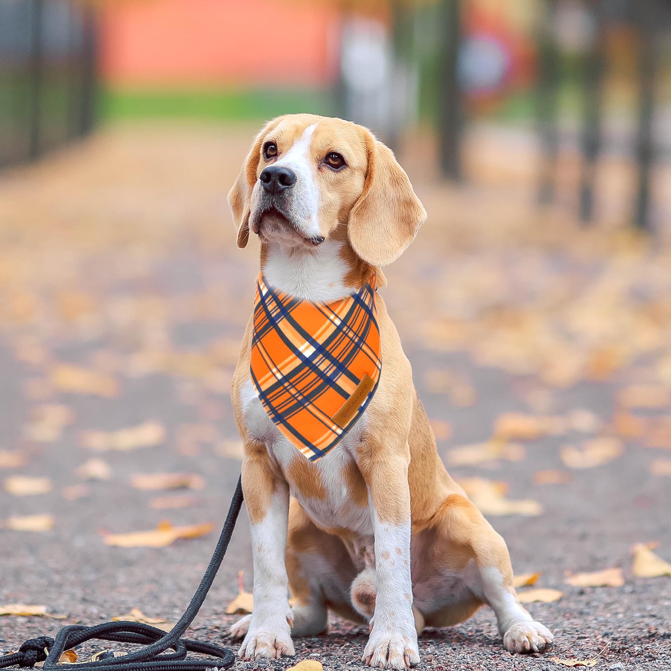Realeaf bandana en scène d'automne décor festif idéal pour photos et cadeaux