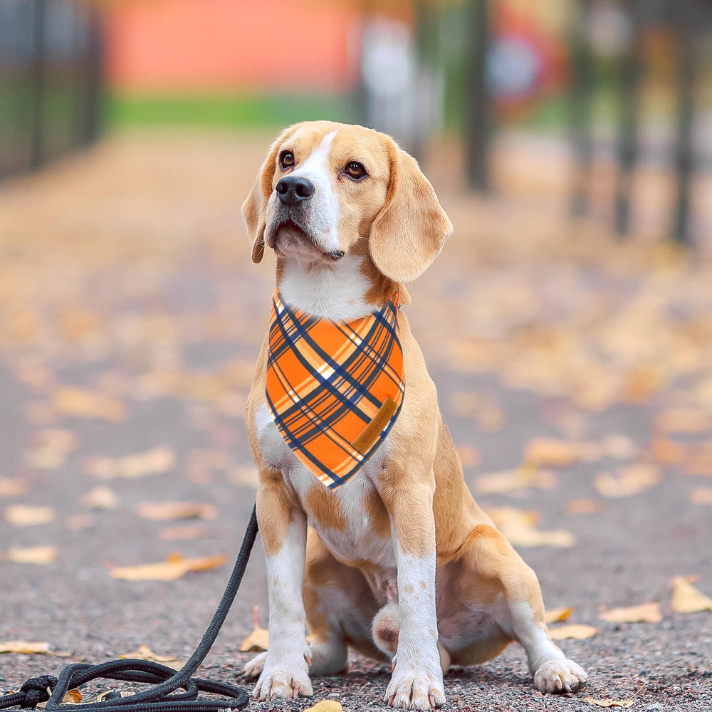 Realeaf bandana en scène d'automne décor festif idéal pour photos et cadeaux