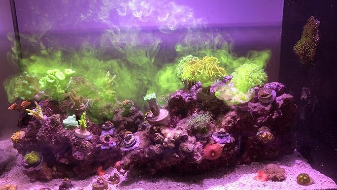 Red Sea coraux SPS et LPS montrant croissance visible après utilisation régulière