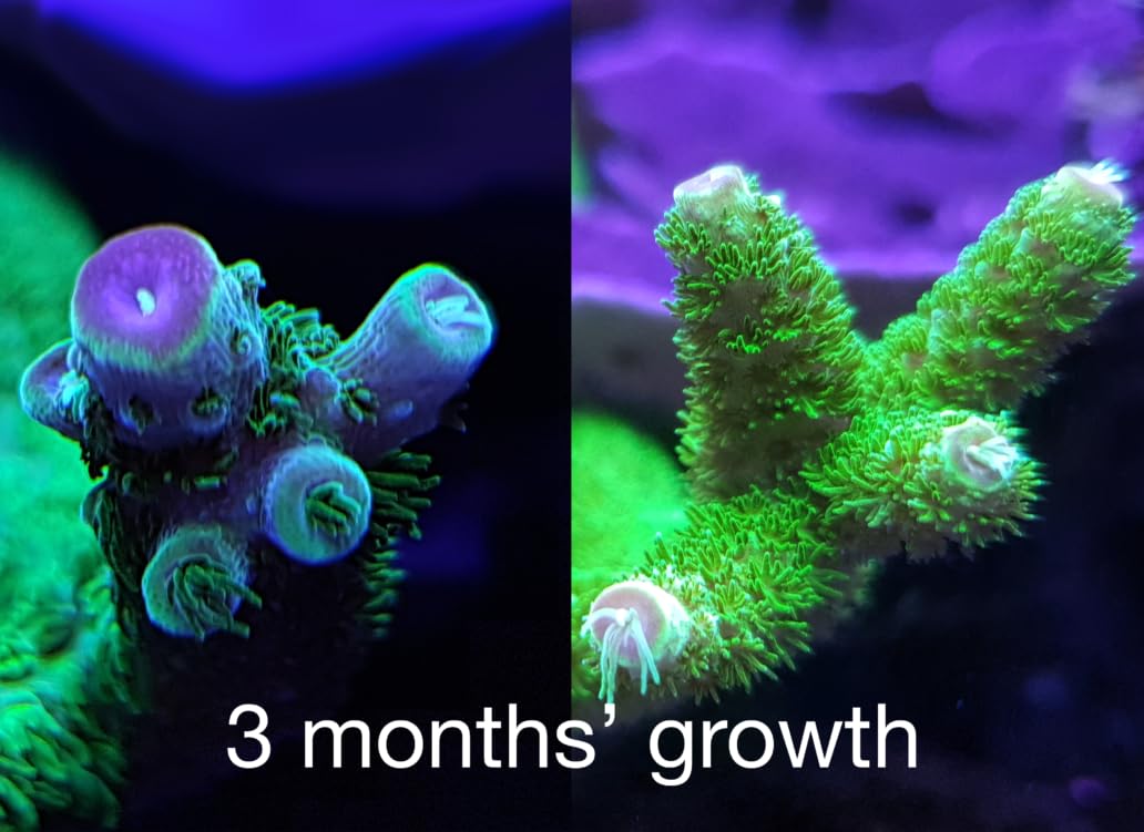 Red Sea goutte appliquée depuis la bouteille pour un dosage précis