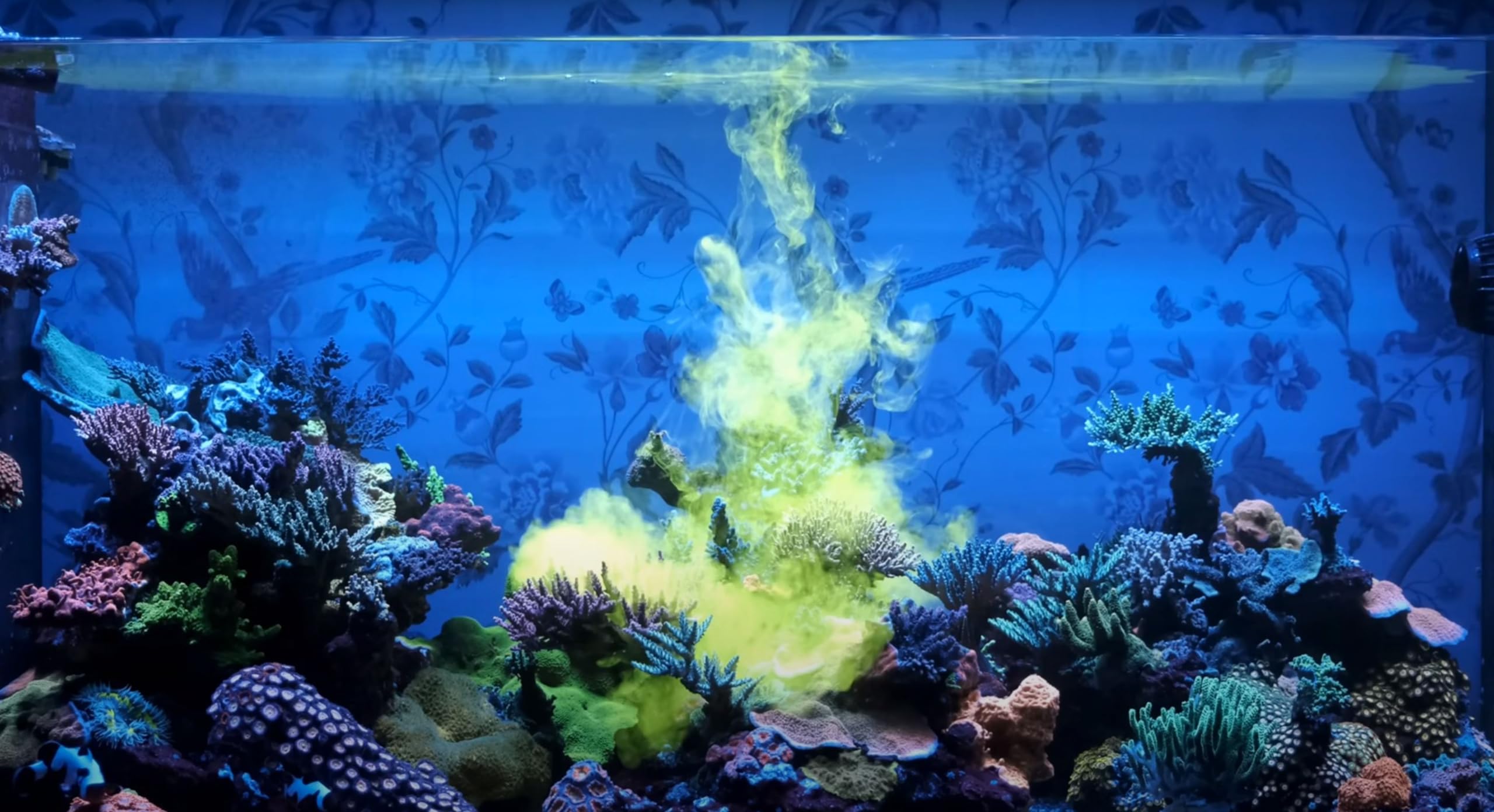 Red Sea aliment versé sur un corail, favorisant croissance et couleur