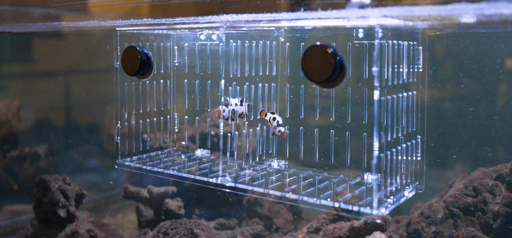 Reefing Art cloisons ajustables montrant modularité et polyvalence
