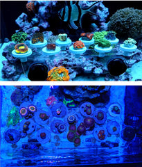 Reefing Art comparaison d'échelle avec plugs, capacité pratique pour 1" et 1,5" frags