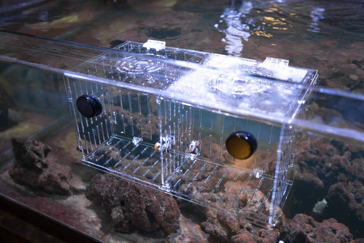 Reefing Art en situation dans aquarium aidant à réduire le stress animal