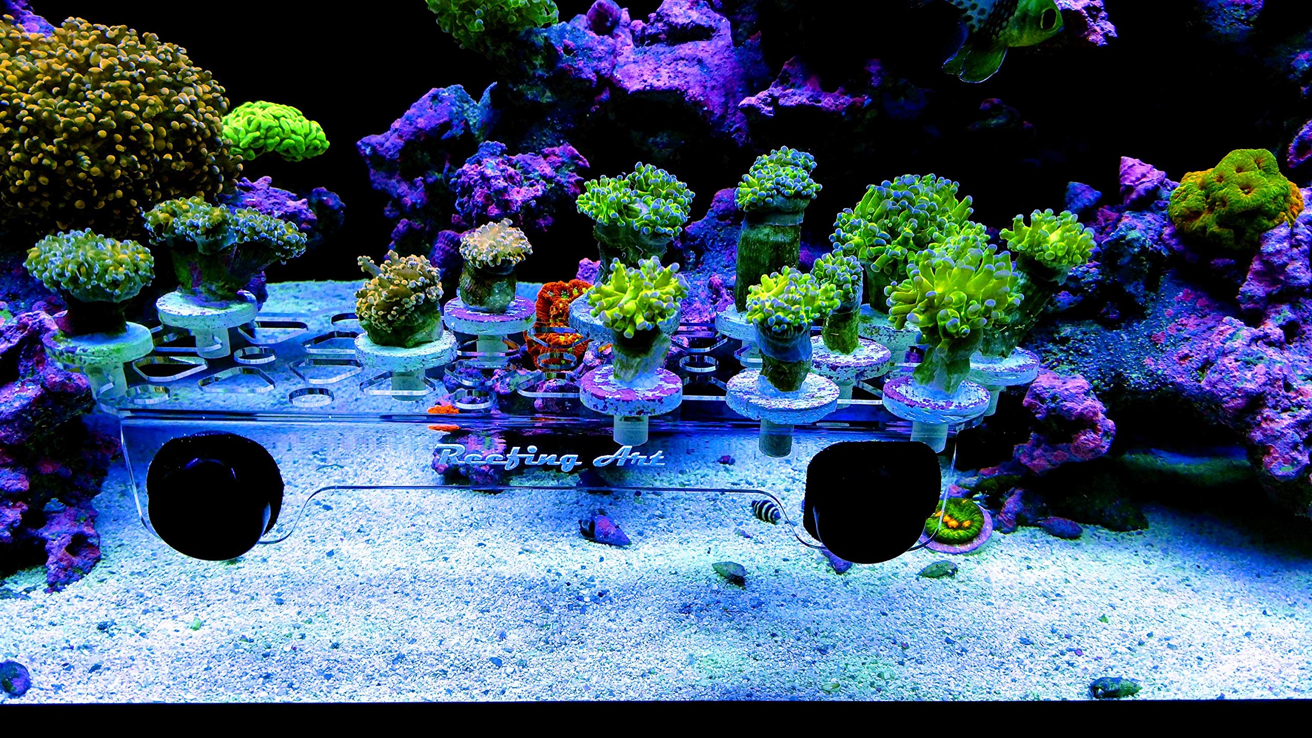 Reefing Art lifestyle dans aquarium démontrant intégration discrète