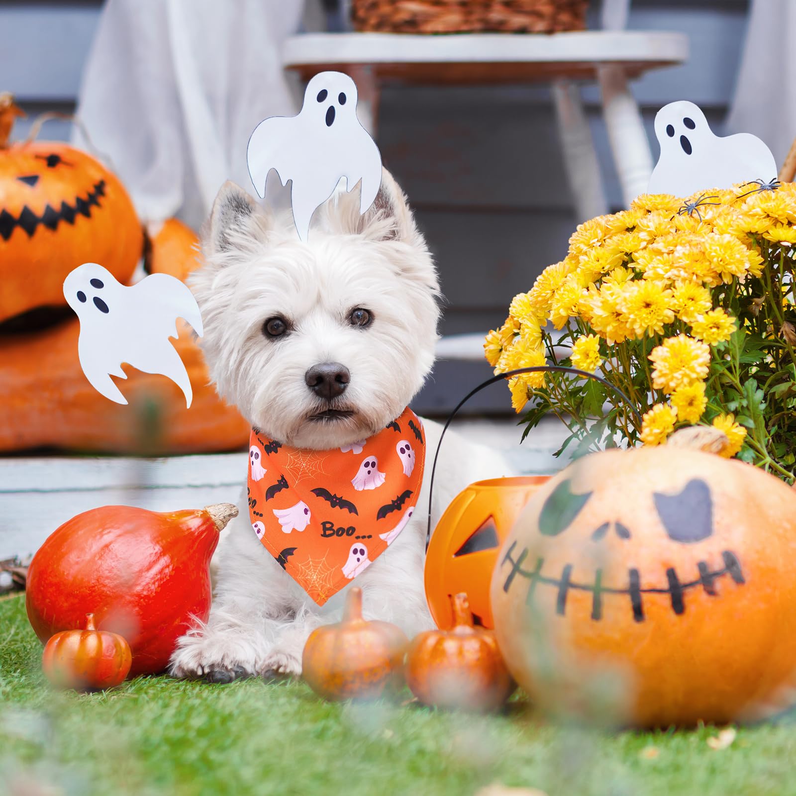 Reginary gros plan motif citrouille clair, idéal pour photos d'Halloween