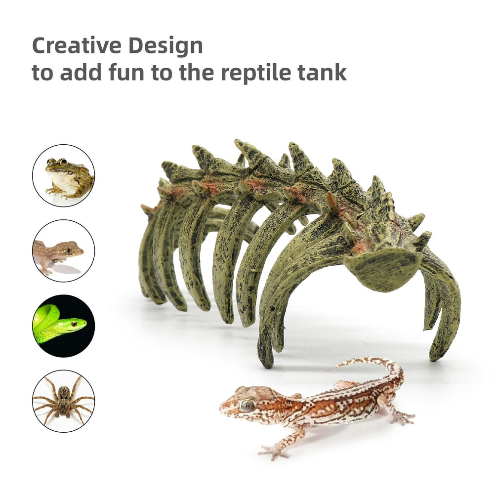 relaqcc crâne dans terrarium avec gecko léopard propose cachette adaptée