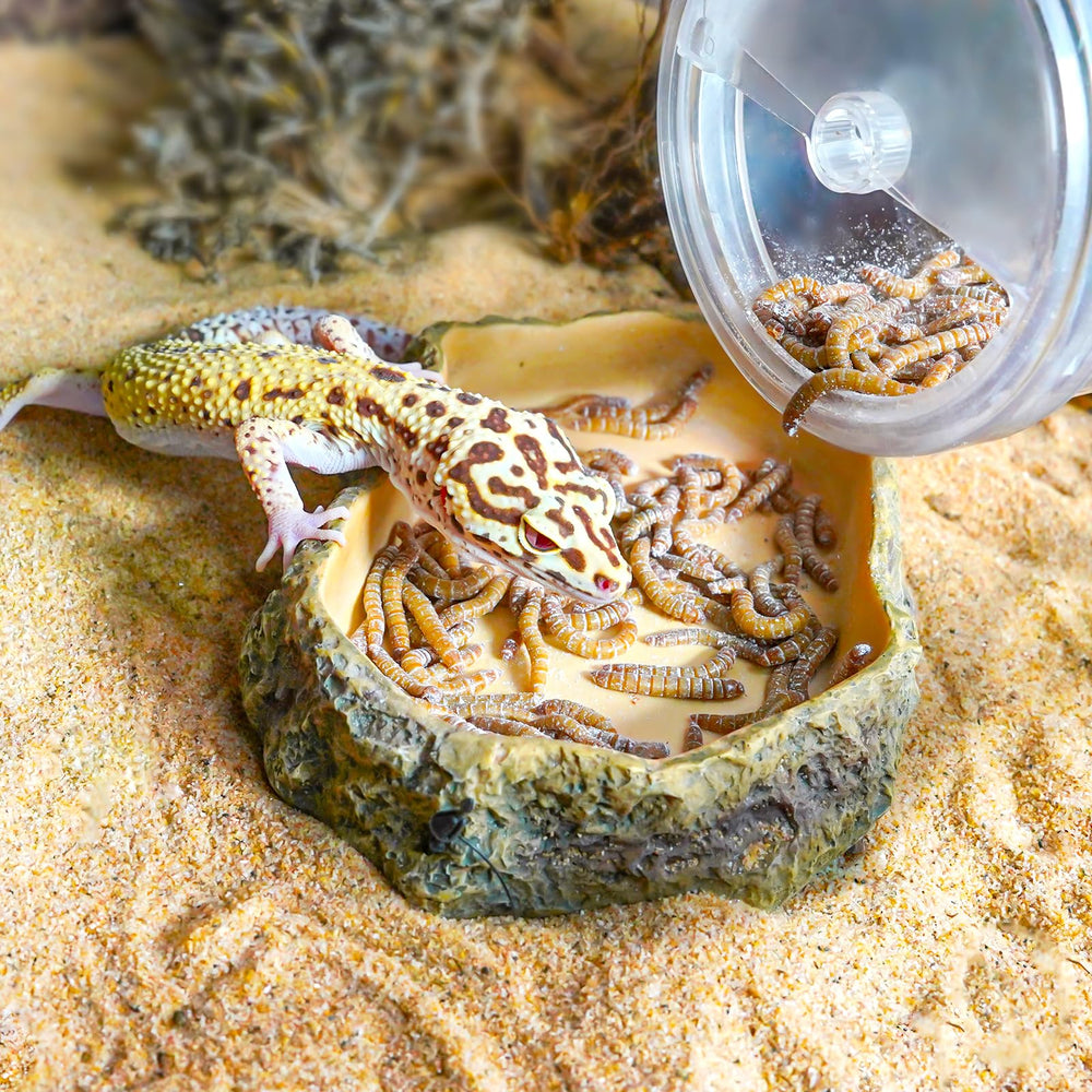REPTI ZOO mise en scène cage reptile pour alimentation pratique et propre