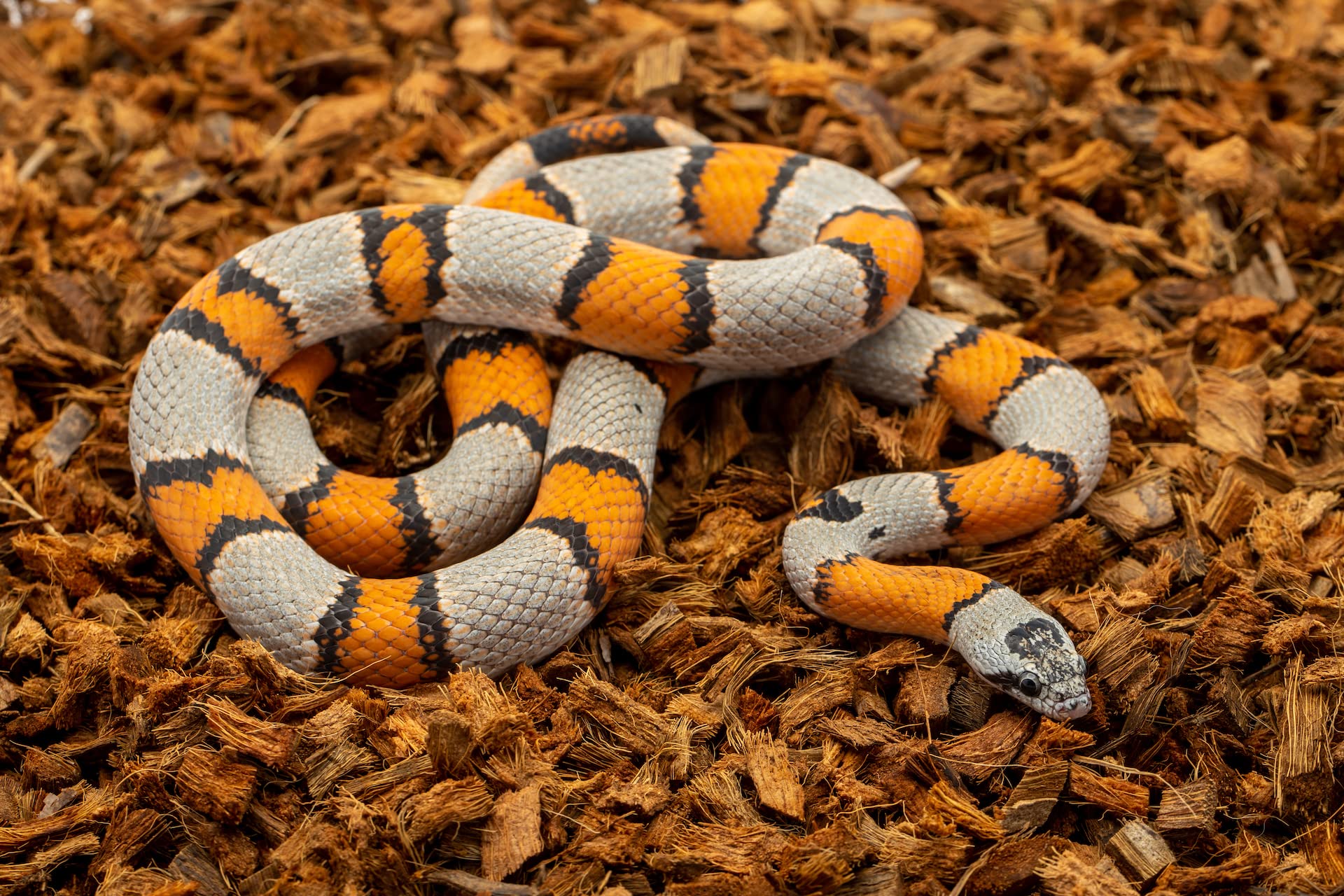 ReptiChip emballage écoresponsable présentant matériau organique certifié