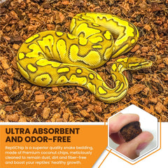ReptiChip dans terrarium avec ball python, support naturel pour creusement