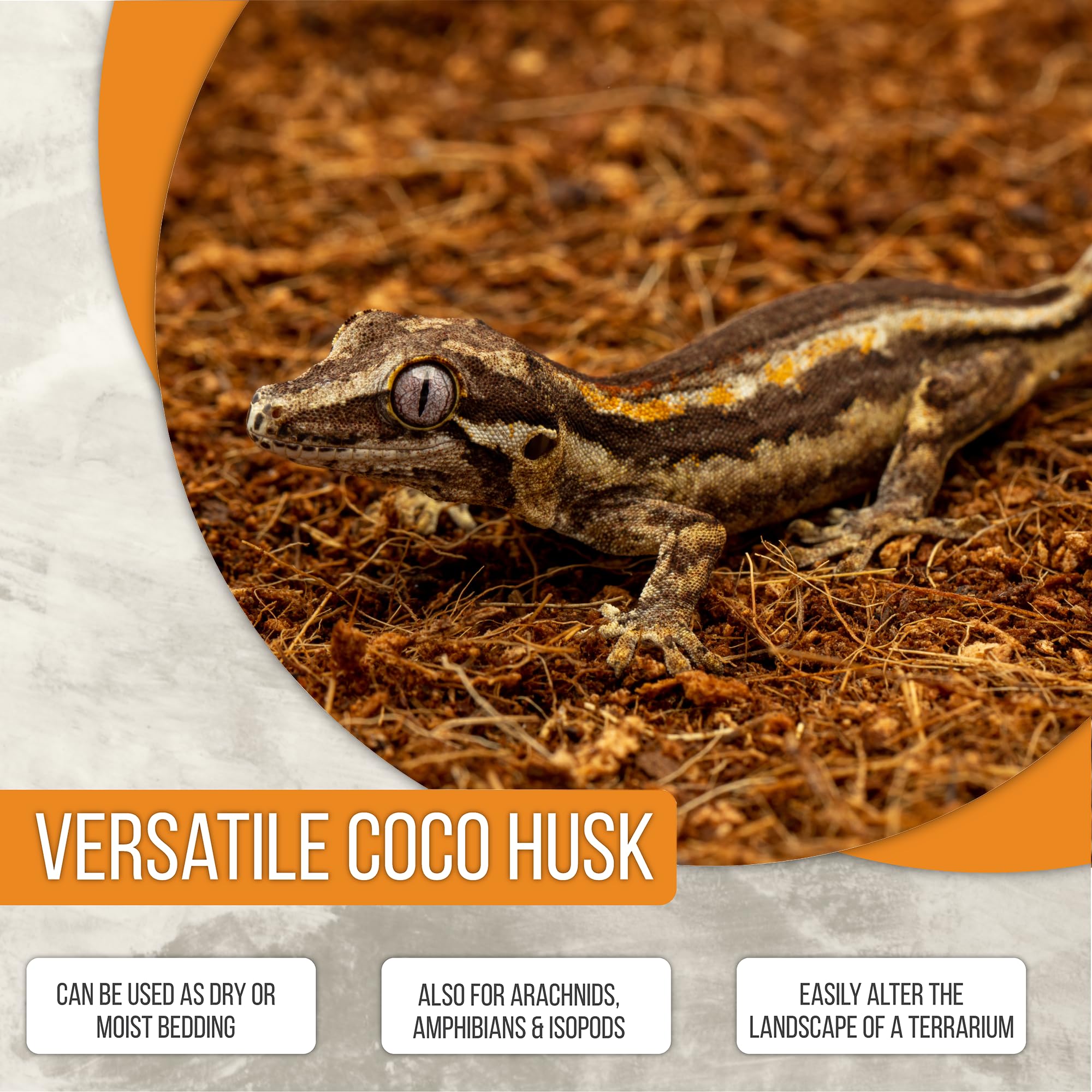 ReptiEarth terrarium planté en contexte lifestyle améliorant esthétisme