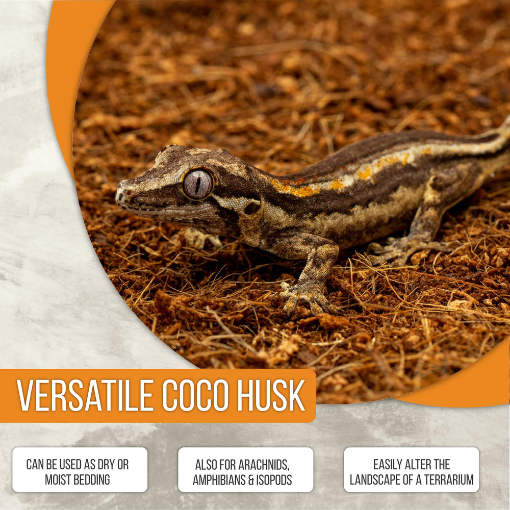 ReptiEarth terrarium planté en contexte lifestyle améliorant esthétisme