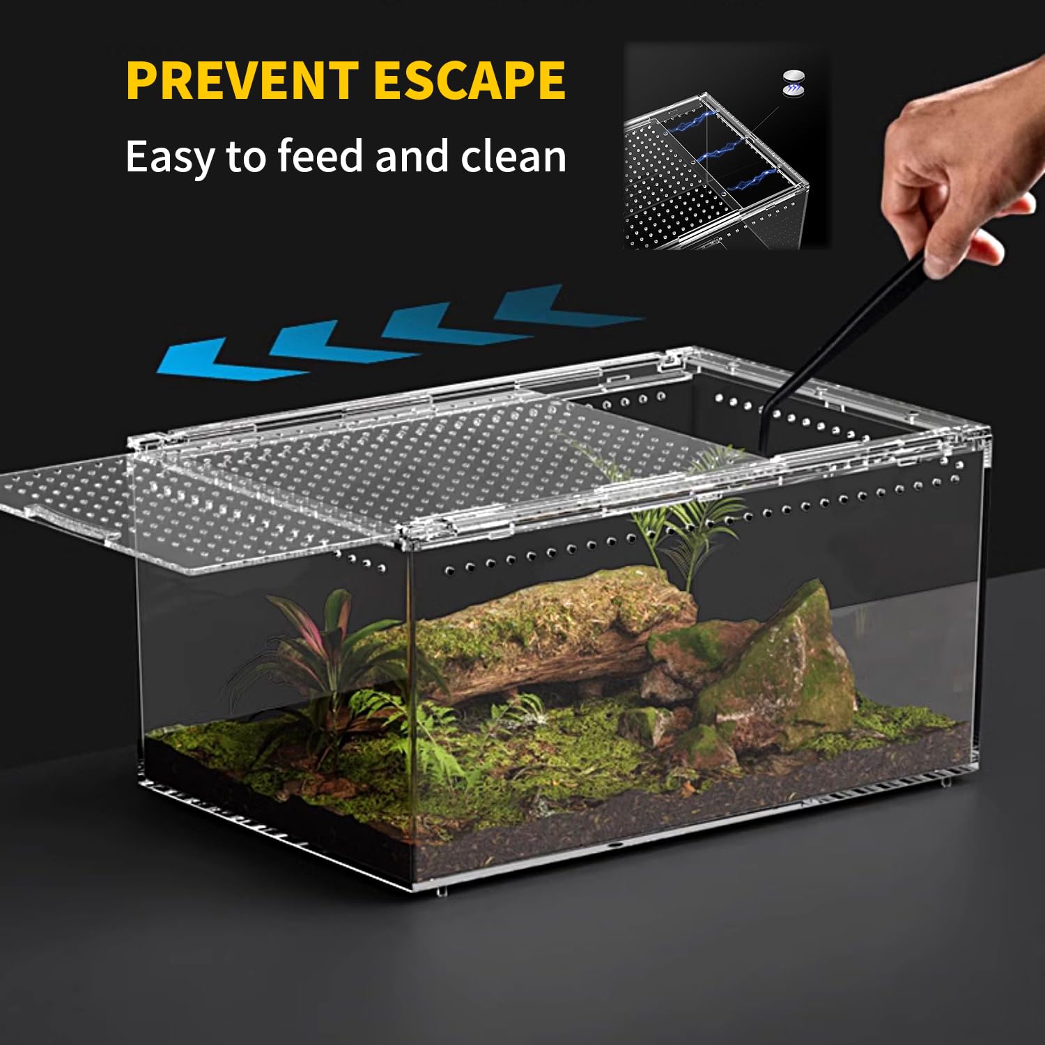 Reptile Growth terrarium avec petit reptile à l'intérieur, environnement sûr et observé
