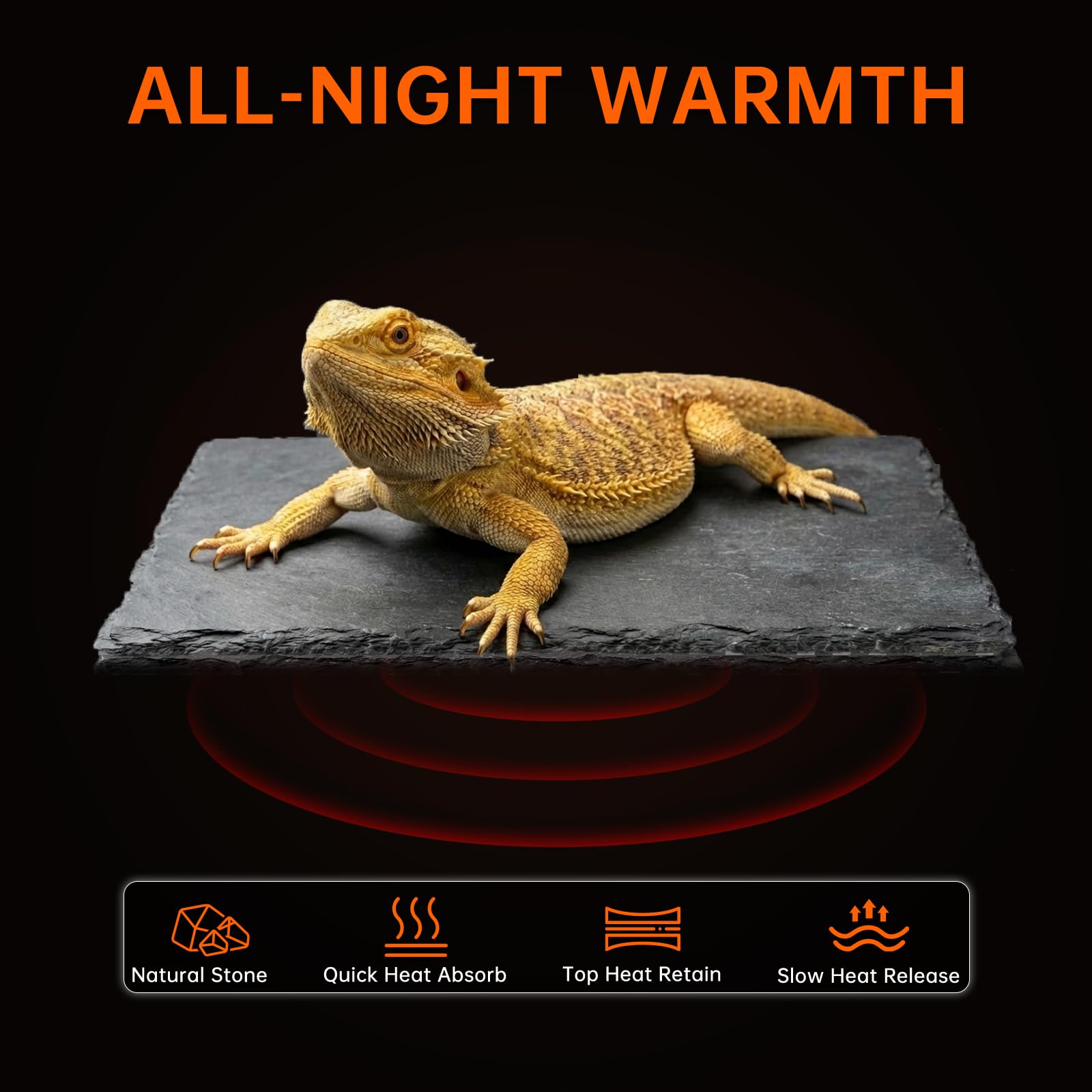 REPTITRIP comparaison d'échelle montre dimensions adaptées aux petits reptiles