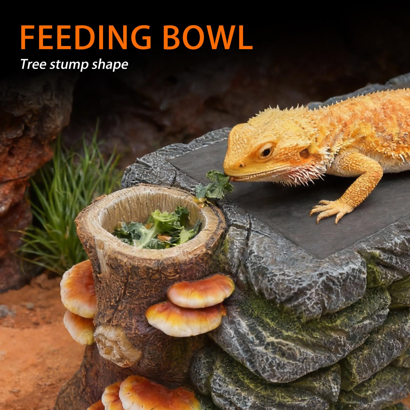 REPTITRIP dans terrarium présente intégration décorative et zones fonctionnelles