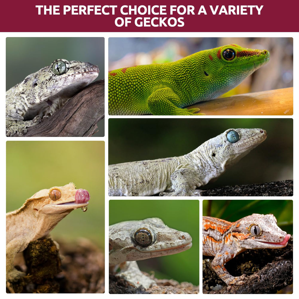 REPTIZOO FRIENDLY setting terrarium présente nourriture intégrée au décor