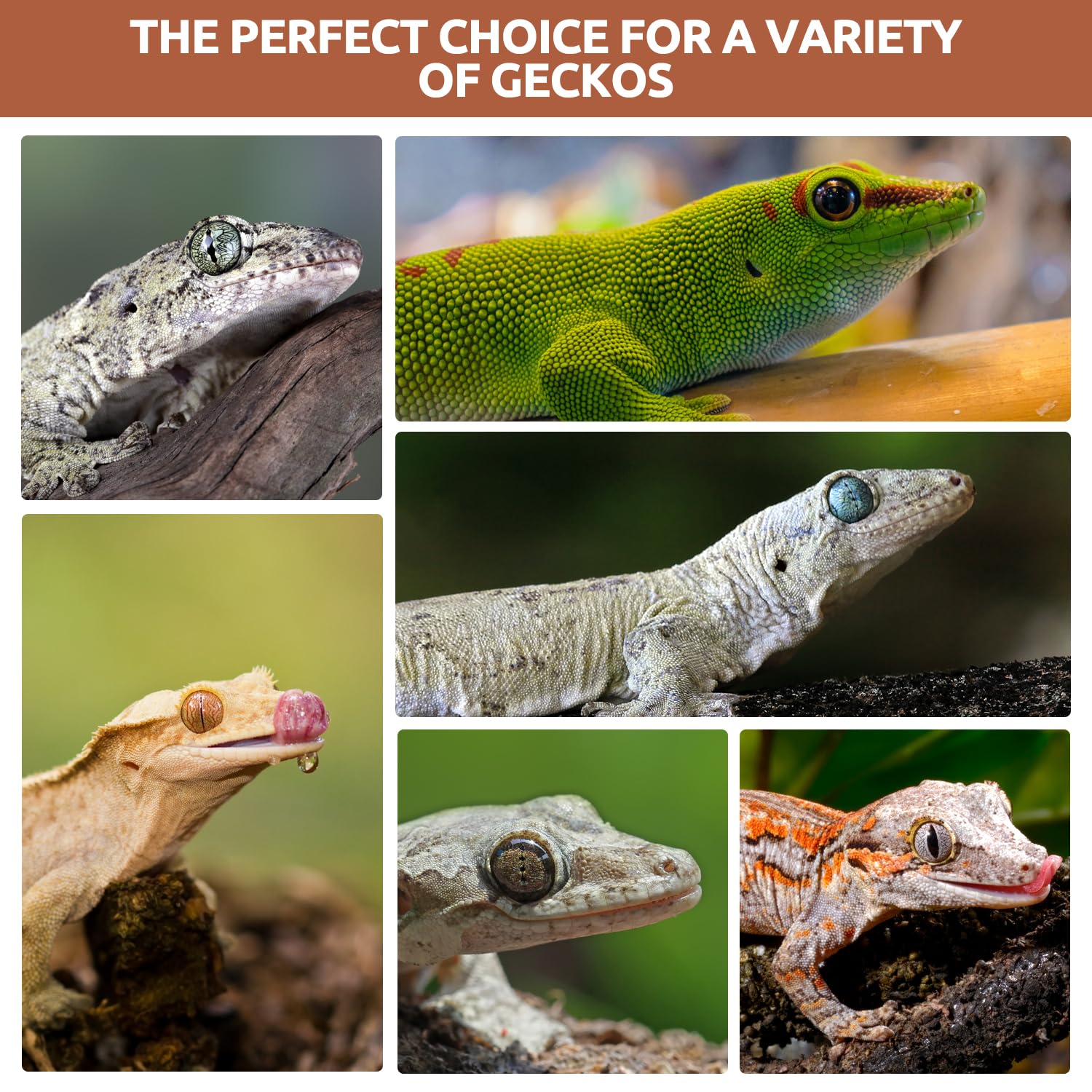 REPTIZOO FRIENDLY mise en scène dans terrarium suggérant intégration quotidienne