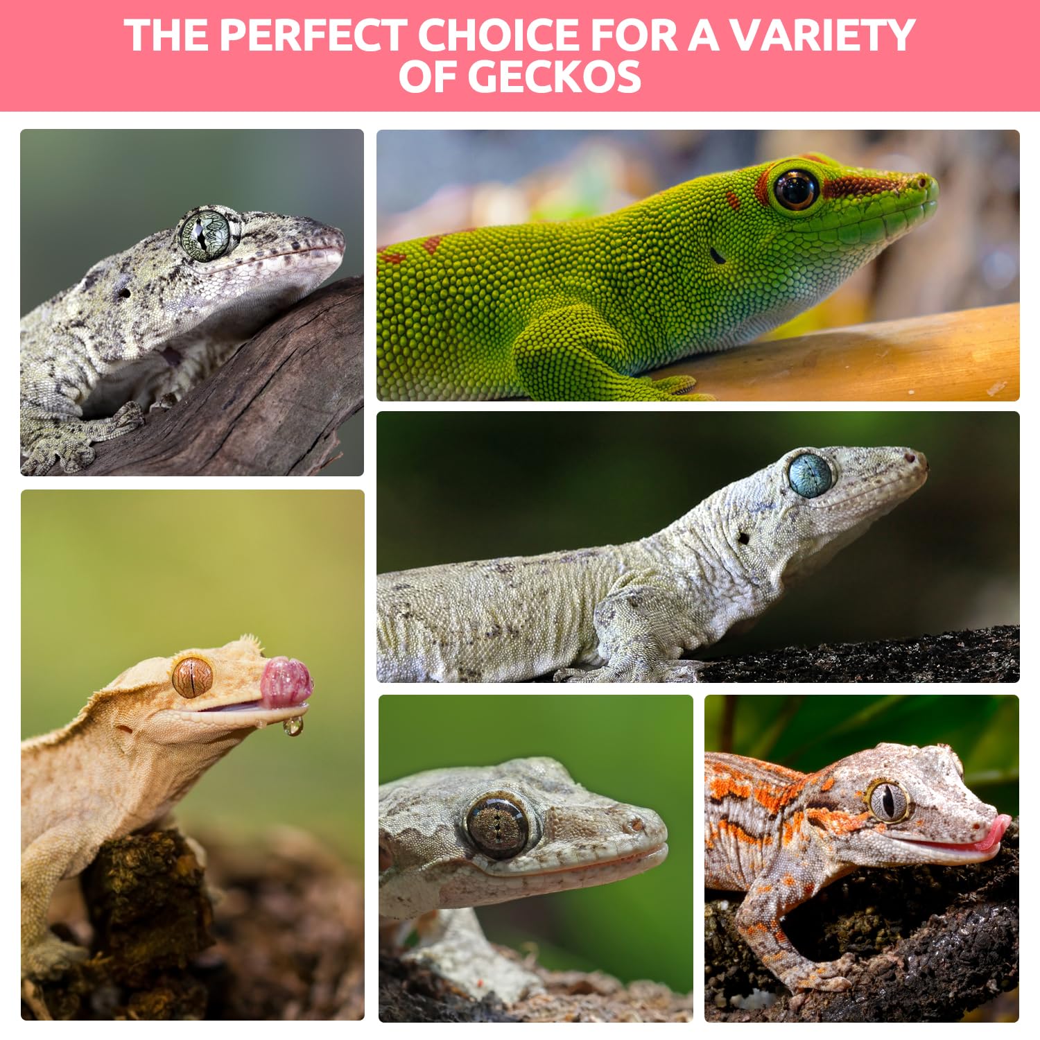 REPTIZOO FRIENDLY product en terrarium, intégration facile au quotidien
