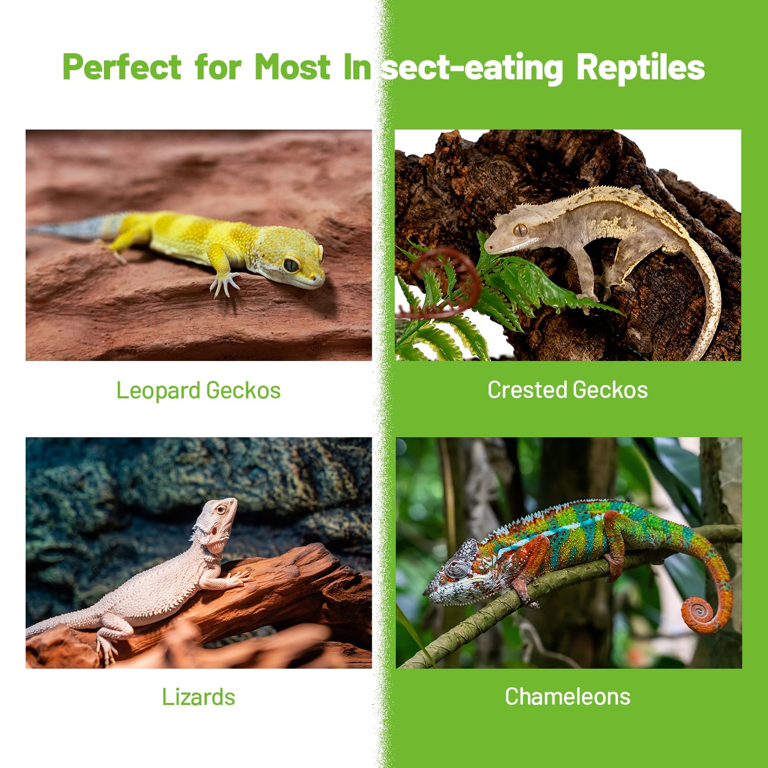 REPTIZOO FRIENDLY pot en main pour comparaison d’échelle et contrôle portions