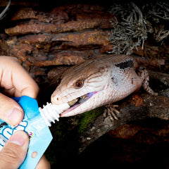 REPTIZOO FRIENDLY gros-plan texture de la pâte avec détails nutritifs visibles