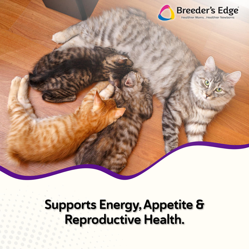 Revival Animal Health poudre Kitten Lyte texture montrant solubilité