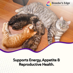 Revival Animal Health poudre Kitten Lyte texture montrant solubilité