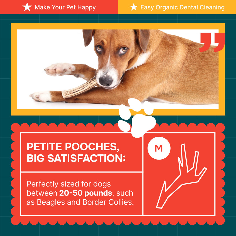 REXIPETS présentoir nature avec bois de wapiti attractif et propre