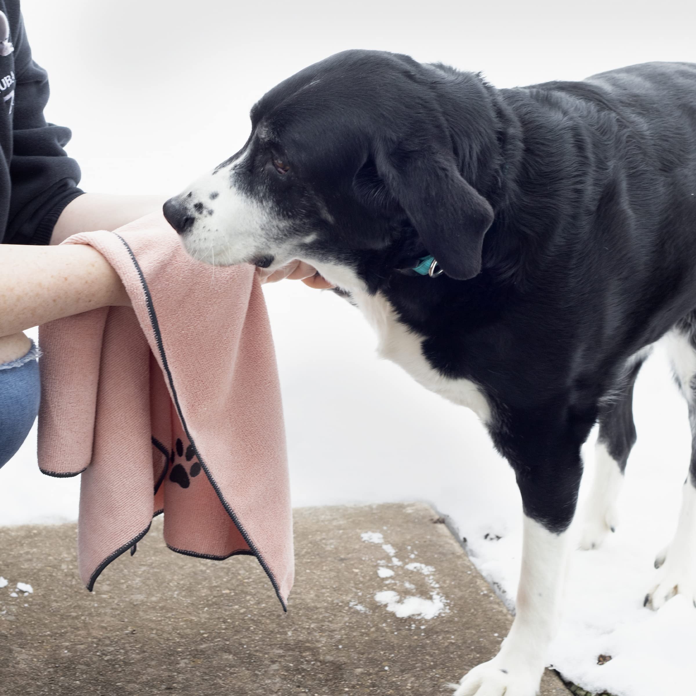 RITZ serviette utilisée pour sécher un chien efficacité de séchage visible