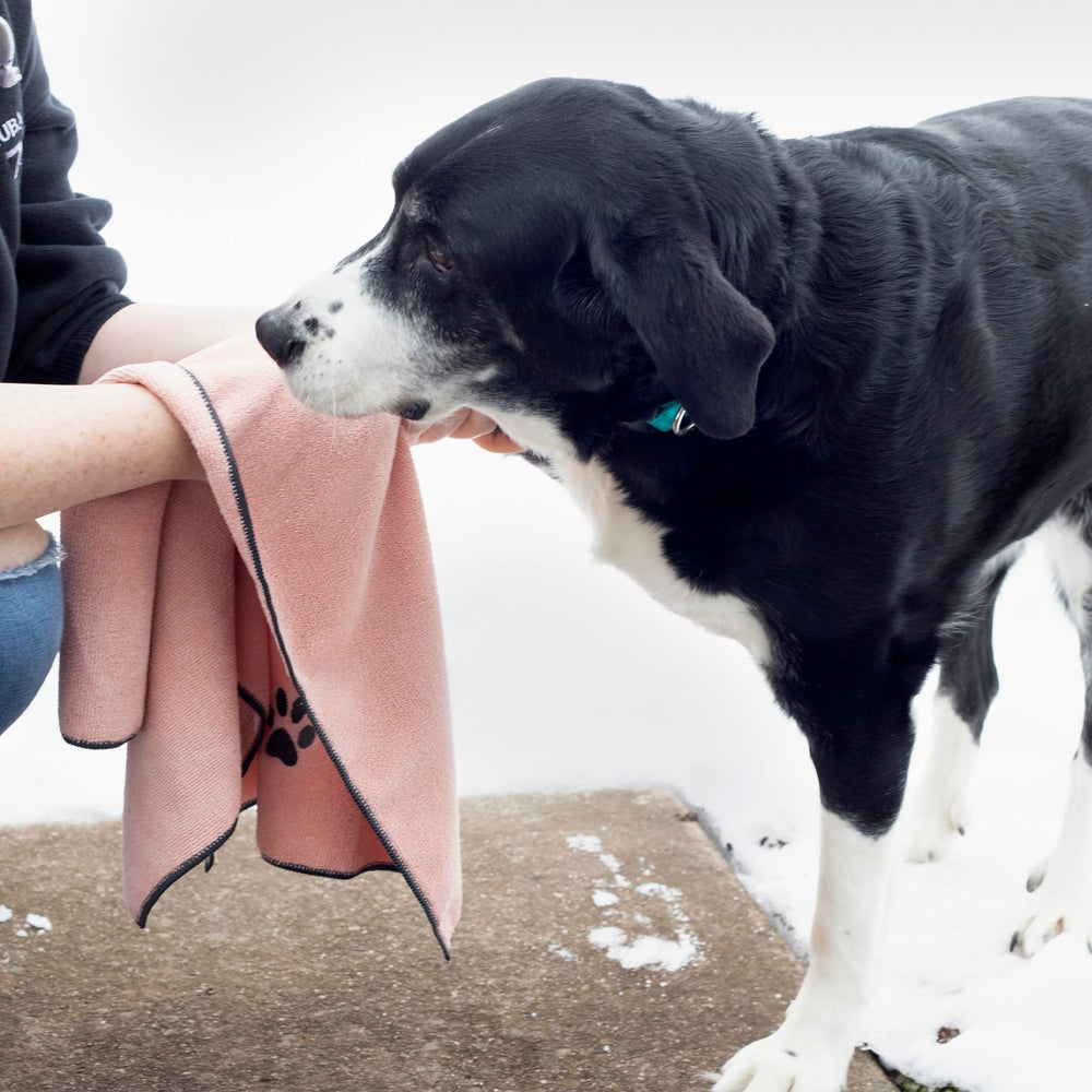 RITZ serviette utilisée pour sécher un chien efficacité de séchage visible