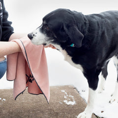 RITZ serviette utilisée pour sécher un chien efficacité de séchage visible