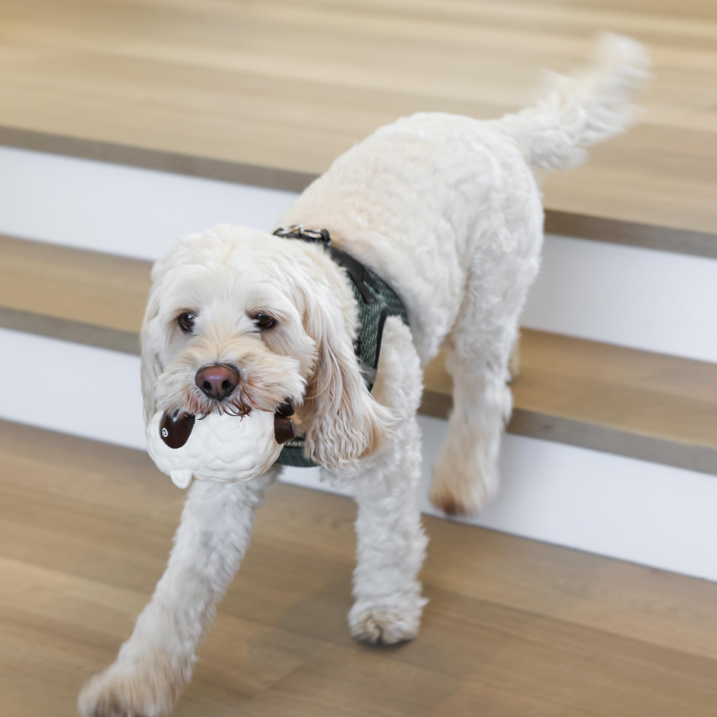 rocket & rex chiot joue avec un jouet montrant engagement et distraction
