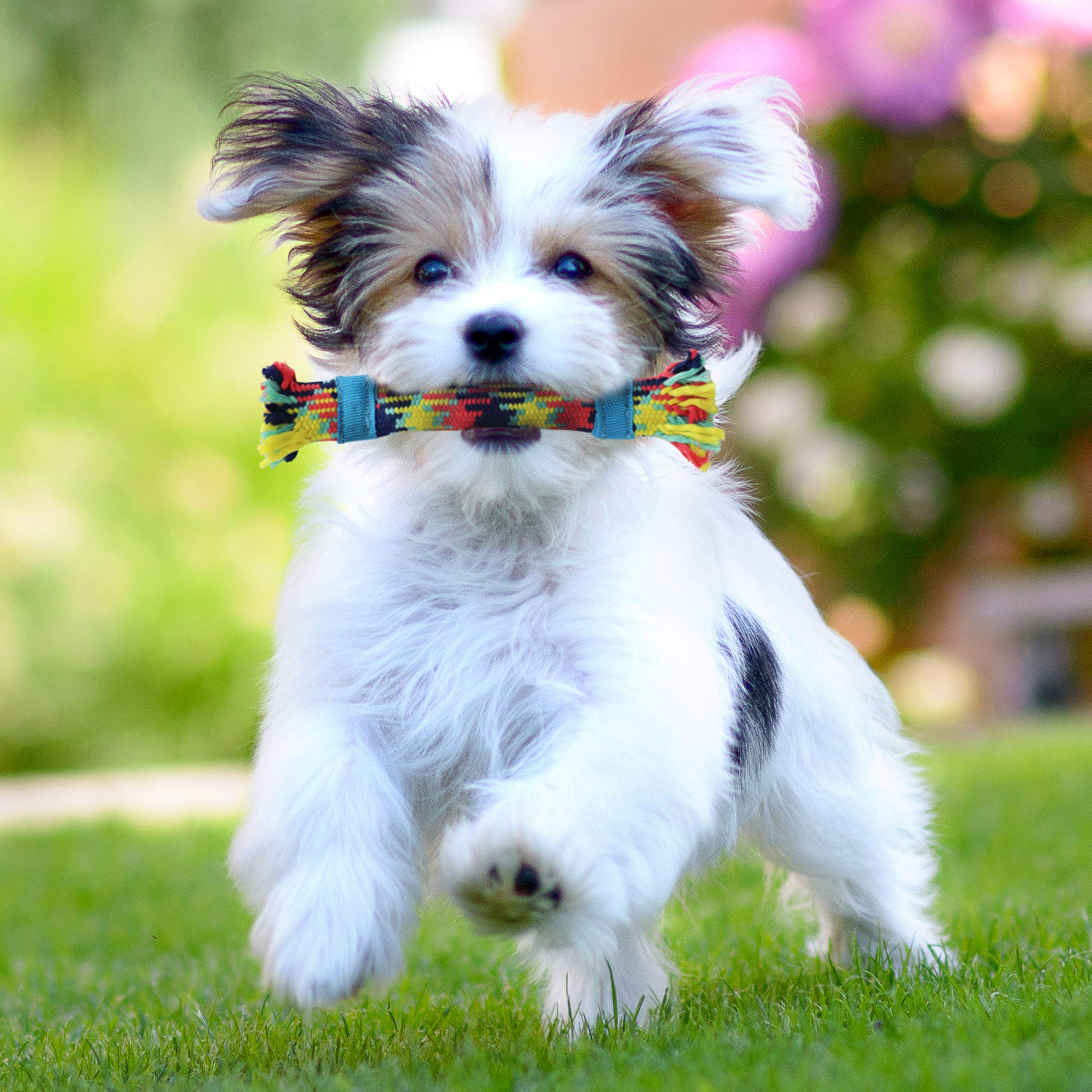 rocket & rex chiot jouant au tirage pour stimulation et lien