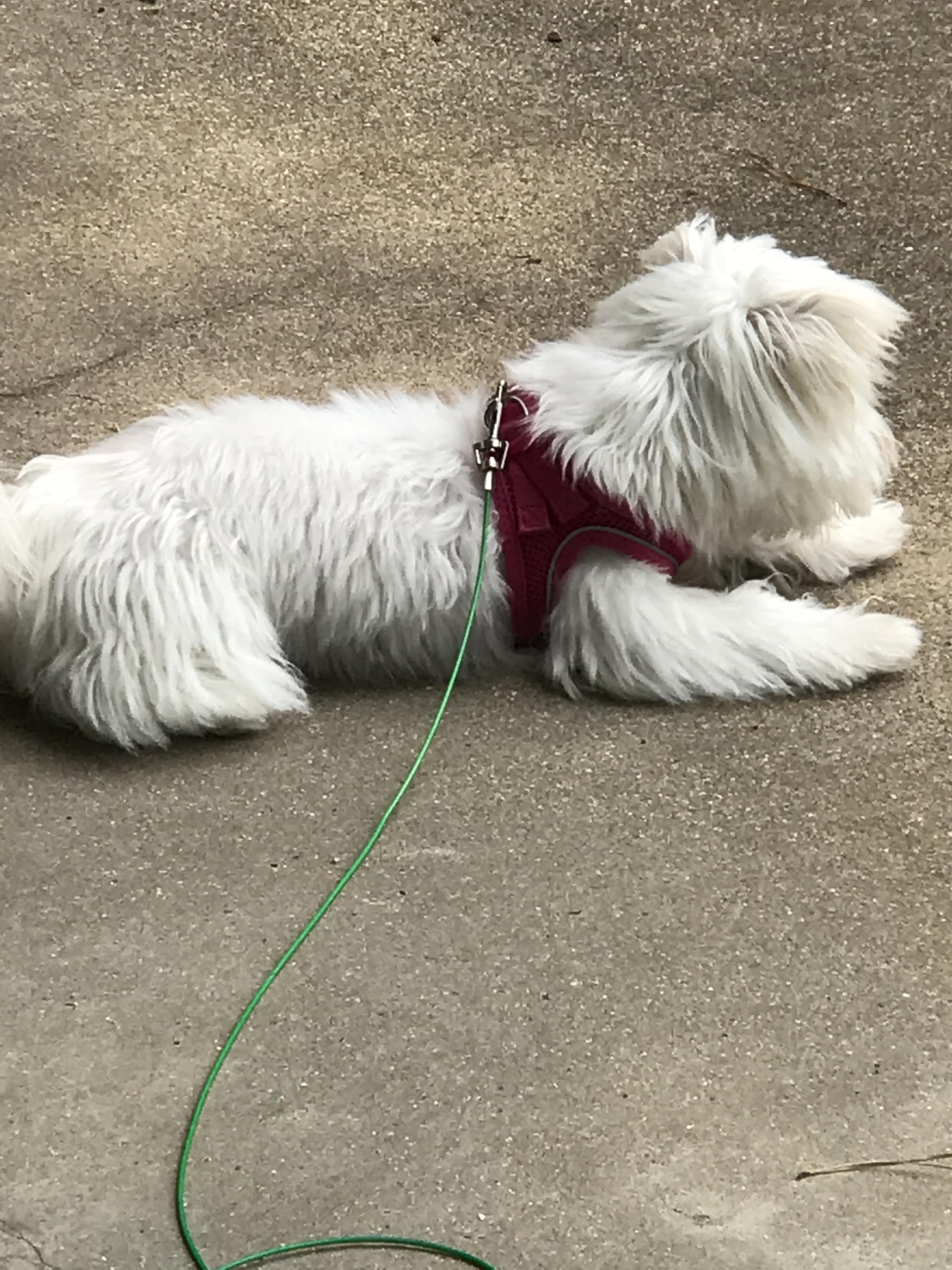 Rocky Mountain Goods câble utilisé dans un jardin, offre liberté contrôlée pour chien