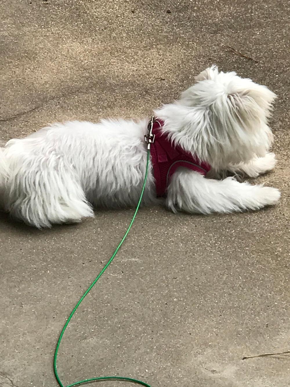 Rocky Mountain Goods câble utilisé dans un jardin, offre liberté contrôlée pour chien