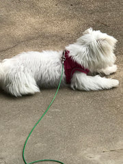 Rocky Mountain Goods câble utilisé dans un jardin, offre liberté contrôlée pour chien
