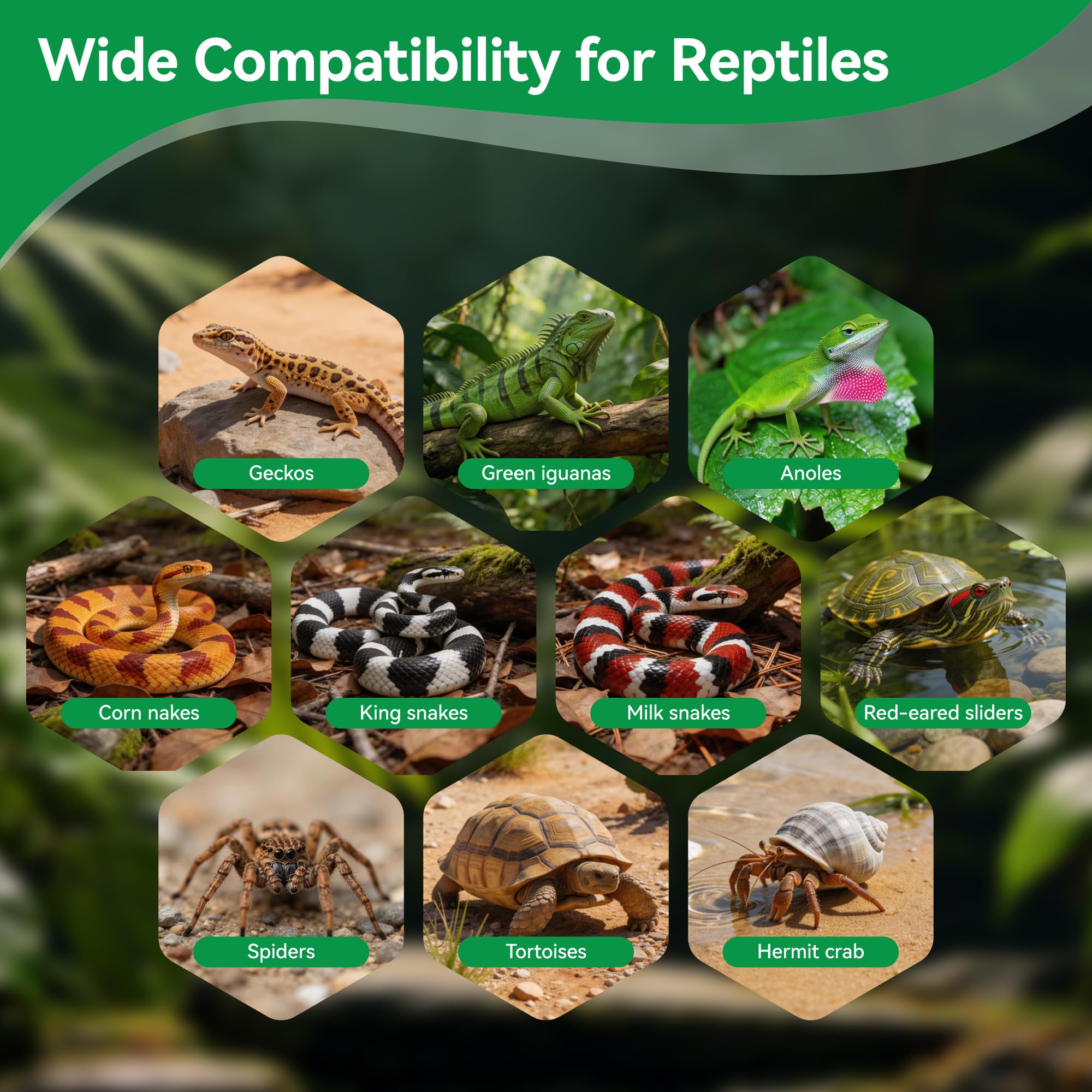 Rodizoo en usage dans un terrarium, crée habitat naturel et confortable