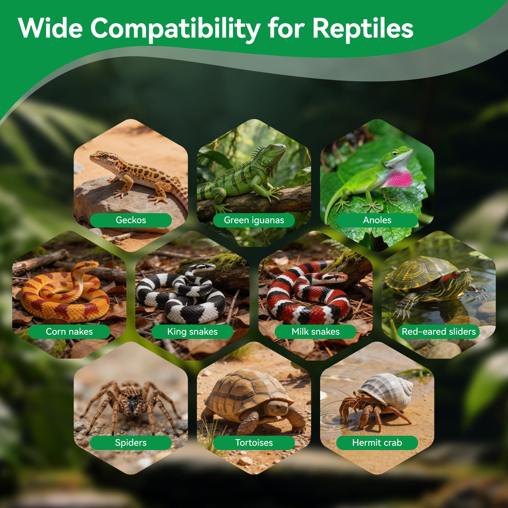 Rodizoo en usage dans un terrarium, crée habitat naturel et confortable