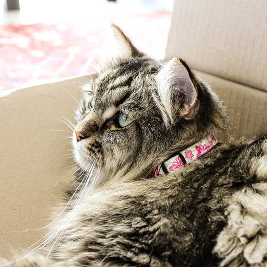 Rogz taille du collier sur cou de chat démontrant ajustabilité