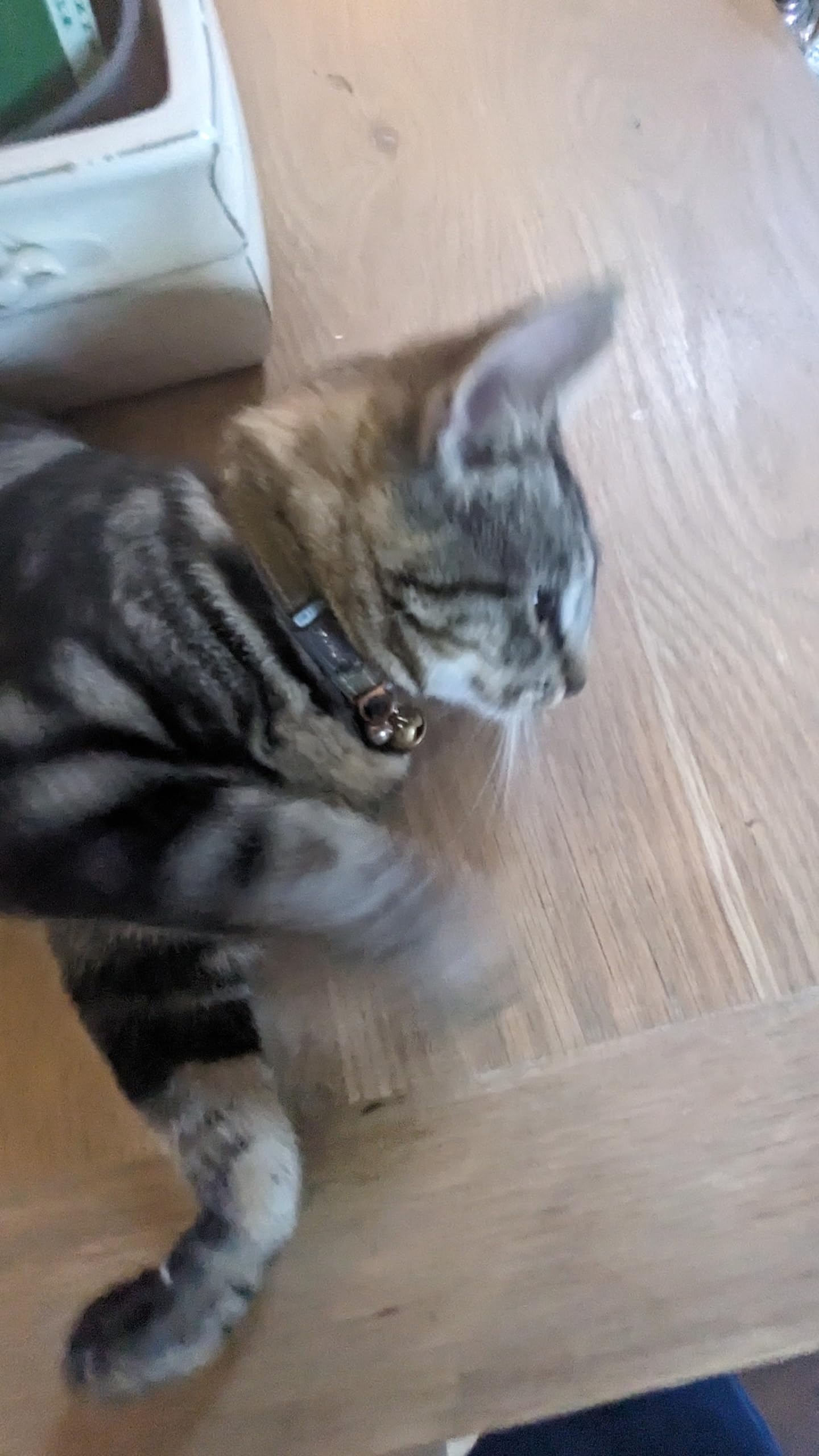 Rogz collier porté par un chat démontrant ajustement sécurisé