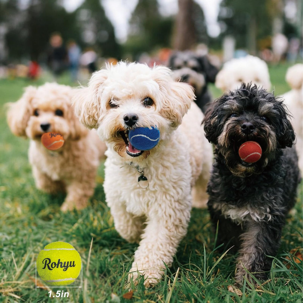 Rohyu mini tennis chiot qui joue et reste stimulé par le couinement