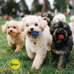 Rohyu mini tennis chiot qui joue et reste stimulé par le couinement