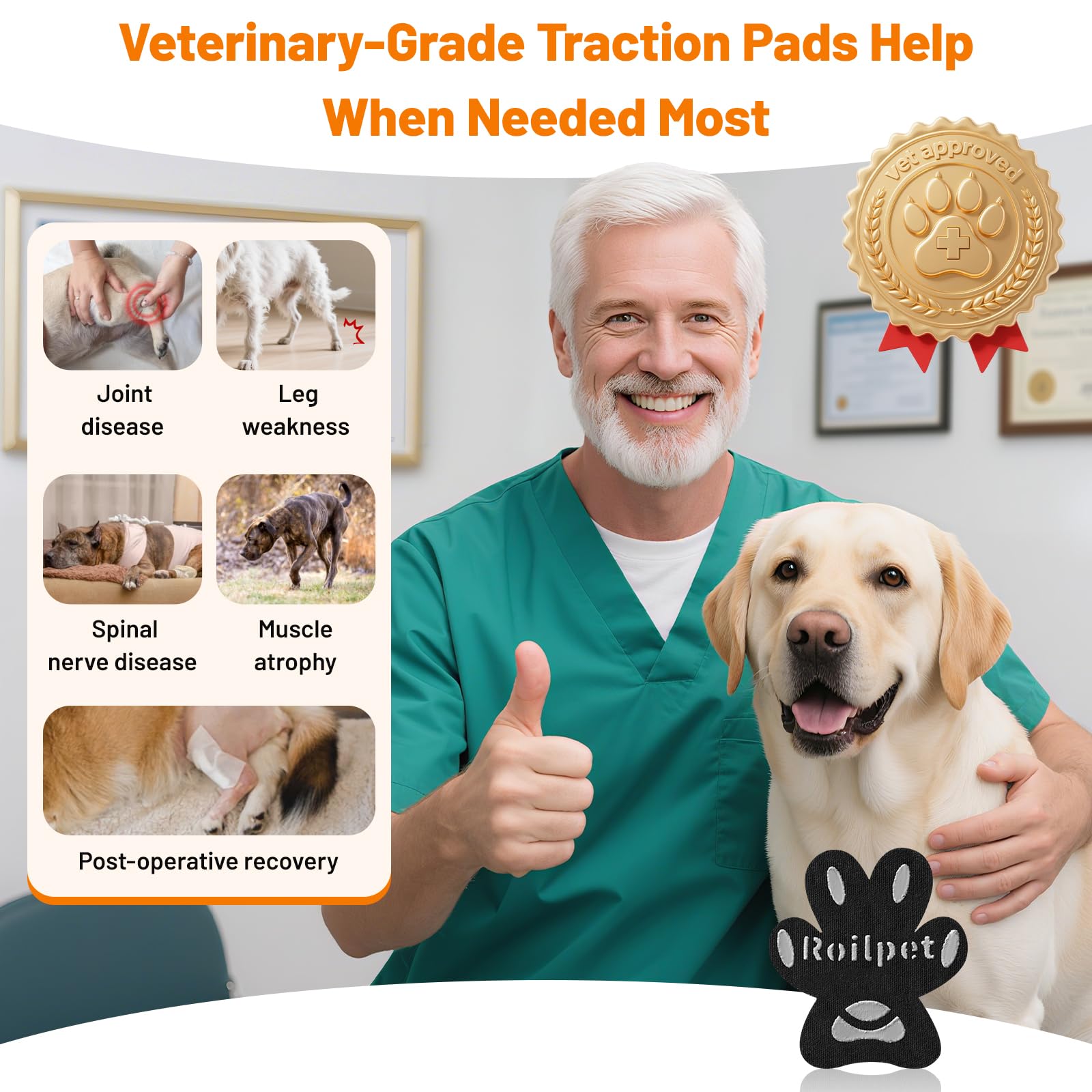 Roilpet chien senior marche confiant sur parquet grâce aux pads