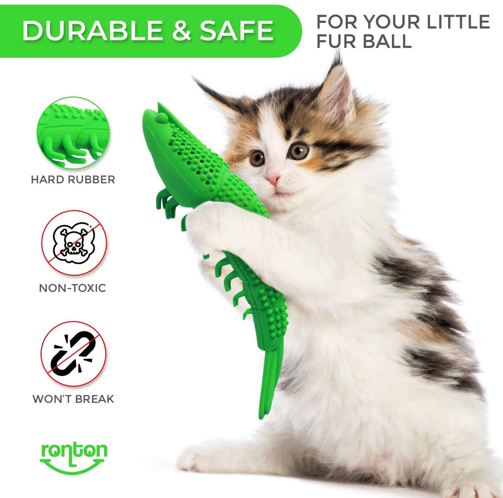 Ronton chat jouant avec le jouet stimulant jeu et hygiène