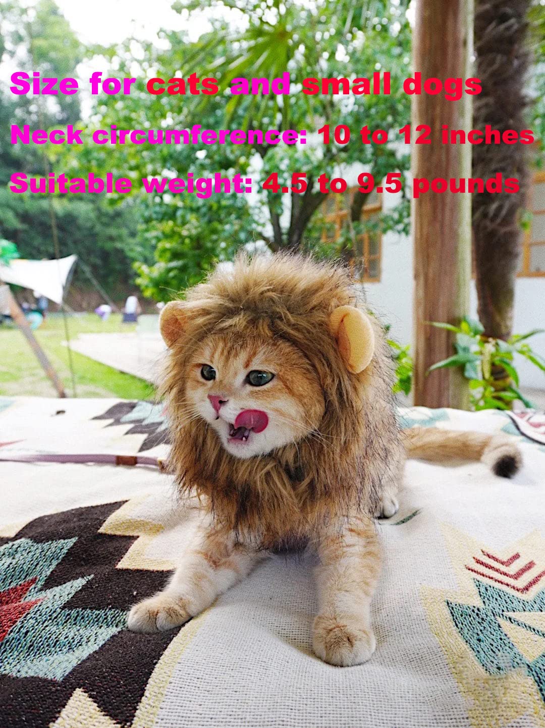 RosyLife photo avant et après transformation créant effet visuel lion