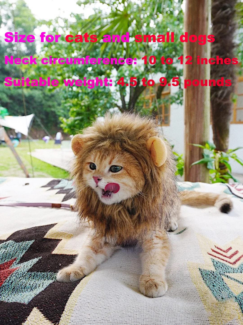 RosyLife photo avant et après transformation créant effet visuel lion