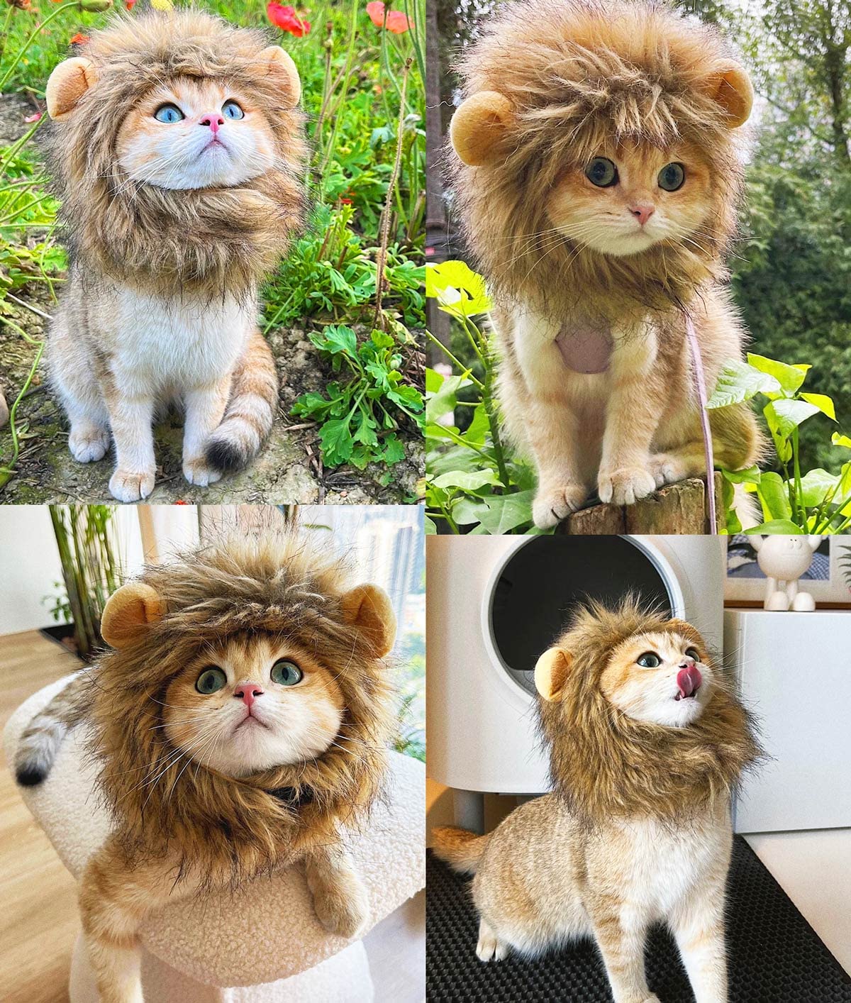 RosyLife comparaison d'échelle montrant taille adaptée aux chats